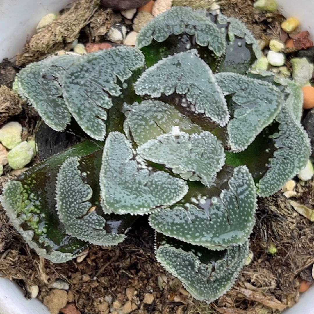115水晶糖福利专场