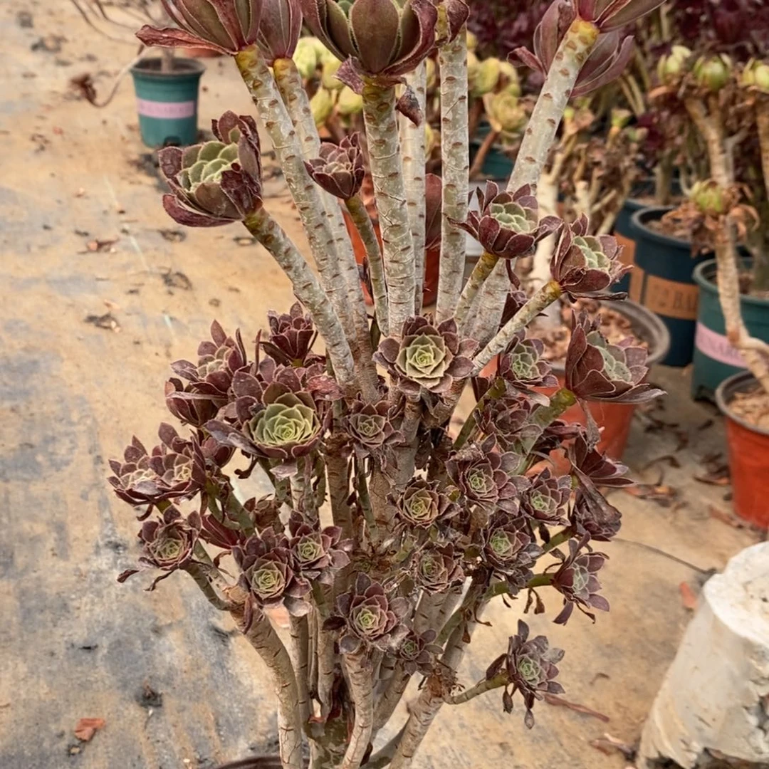 灰法多肉植物005