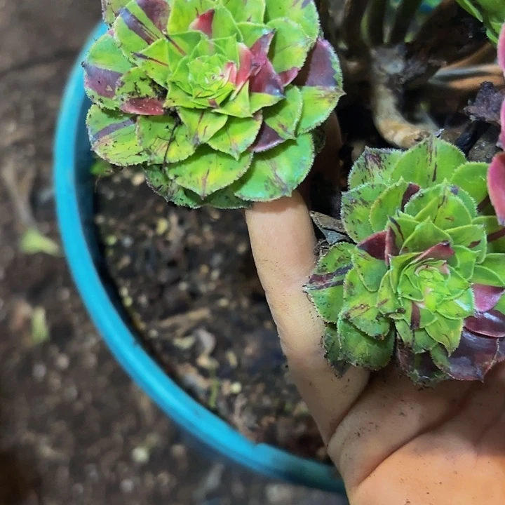 哈哈多肉葡萄福利5148个