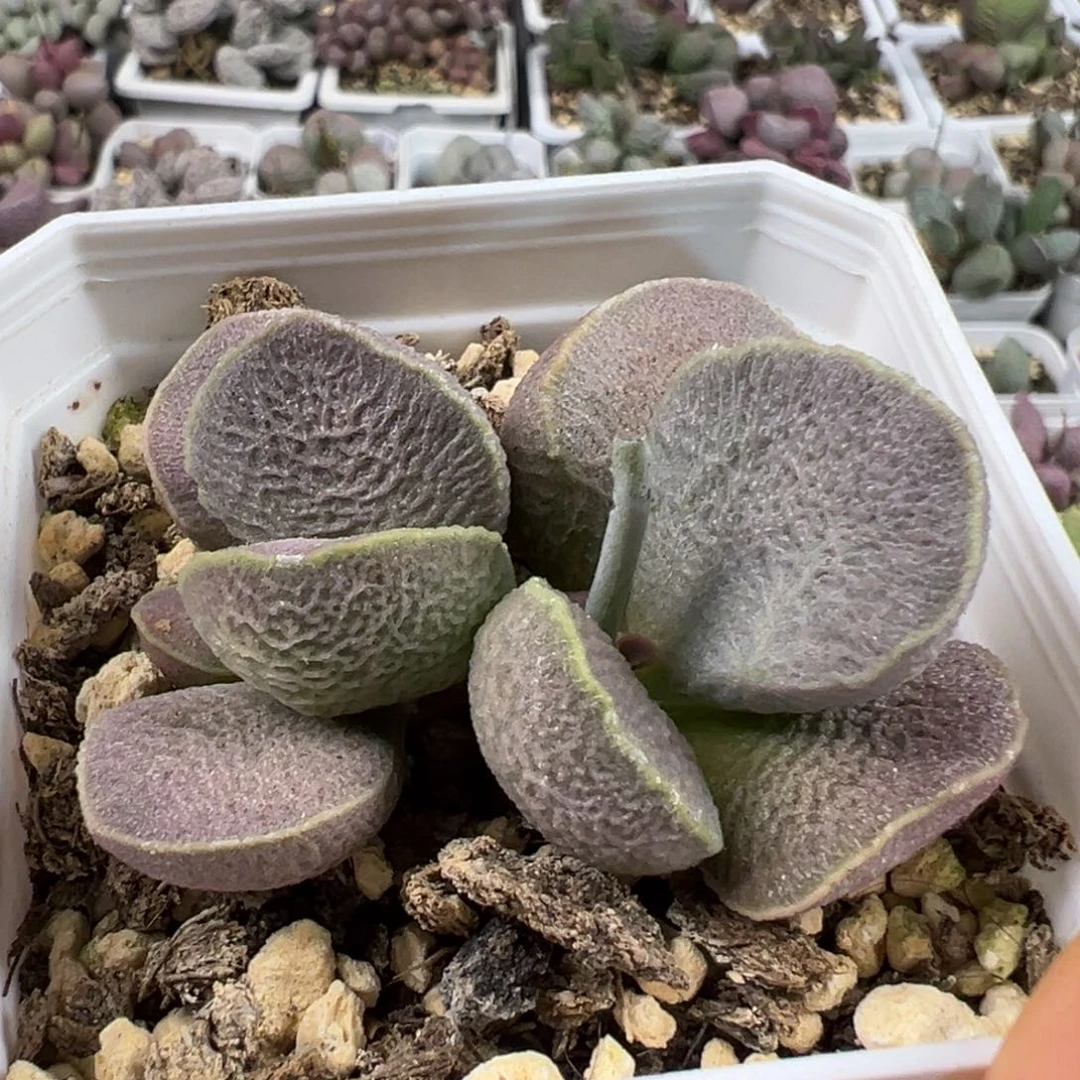 冰晶纹路款实生新品多肉植物水泡