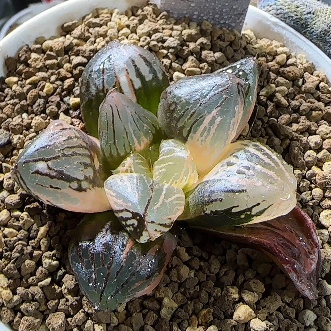 305号玉潭锦 5.5 厘米左右一物一拍带盆发货到了