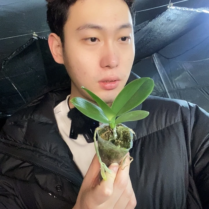 无花朵金边蕾丝蝴蝶兰