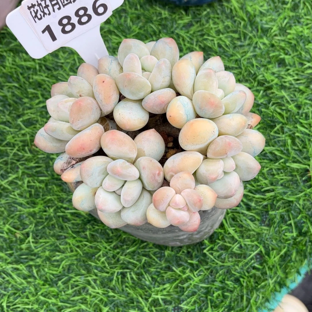 小****多肉植物1886带盆