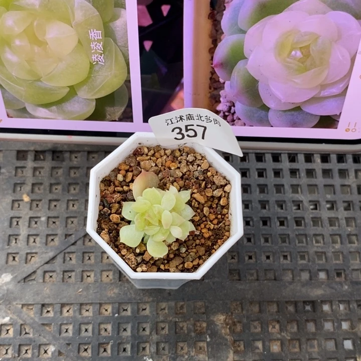 标357凌凌香一个多肉
