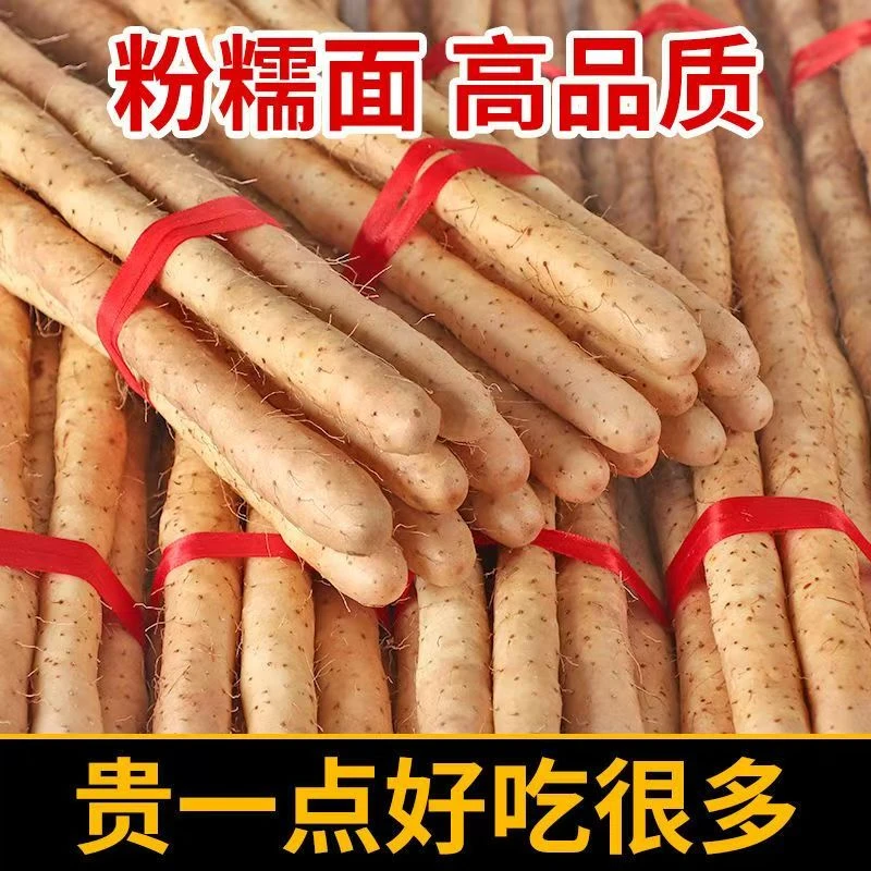 【整整五斤】河北蠡县正宗小白嘴10-25厘米【断头】尝鲜火爆款