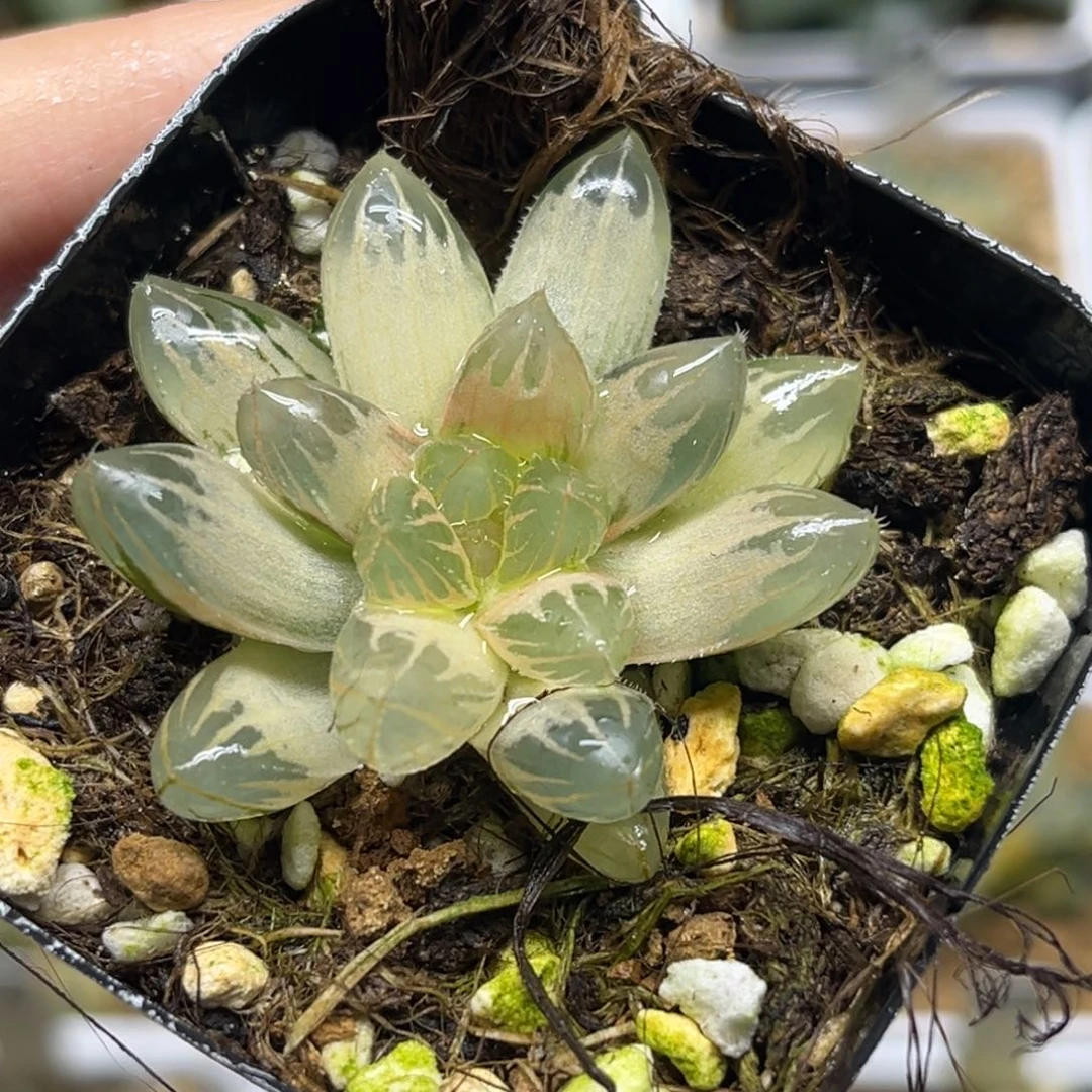80糊斑龙爪玉露锦福利专场
