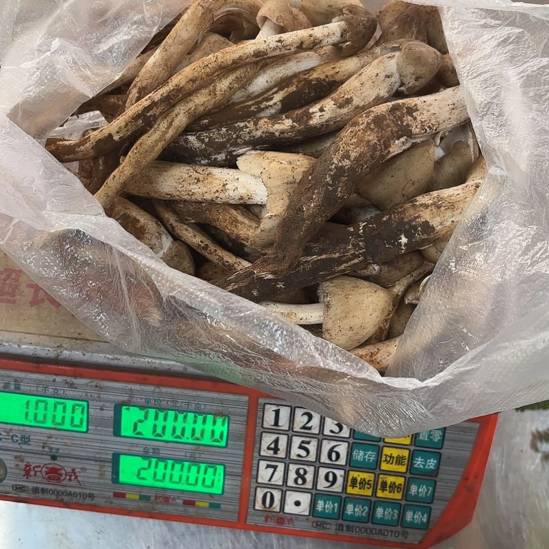 魚***H云南小表妹野生菌代购中国大陆