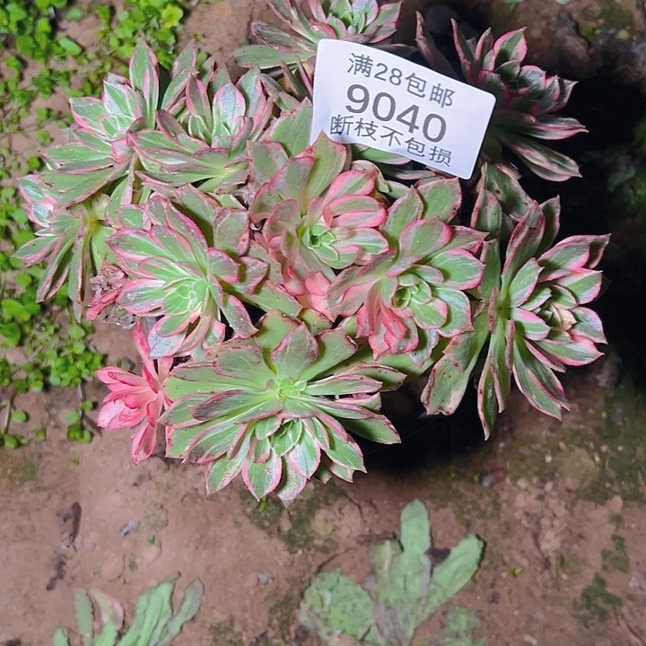 9040万花筒多肉植物