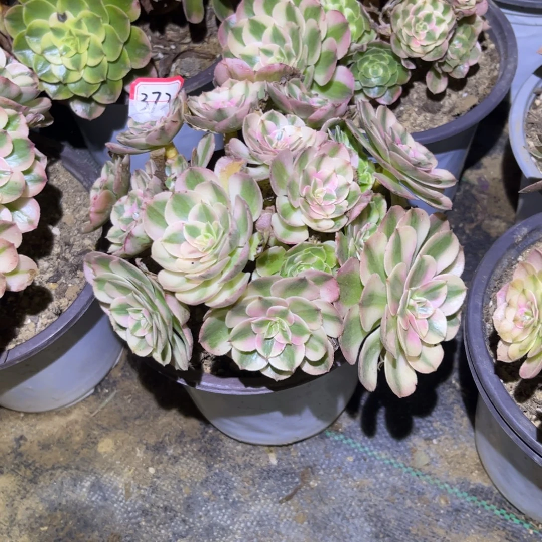 372多肉植物荔枝法师