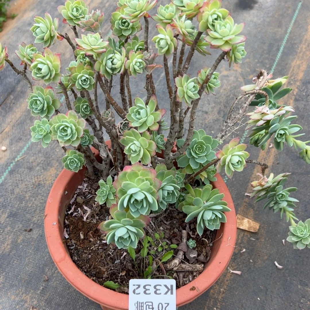 332薄化妆，多肉法师