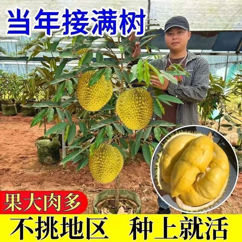 （带土带叶）金枕盆栽榴莲耐寒南北种金枕头猫山王榴莲盆栽地栽