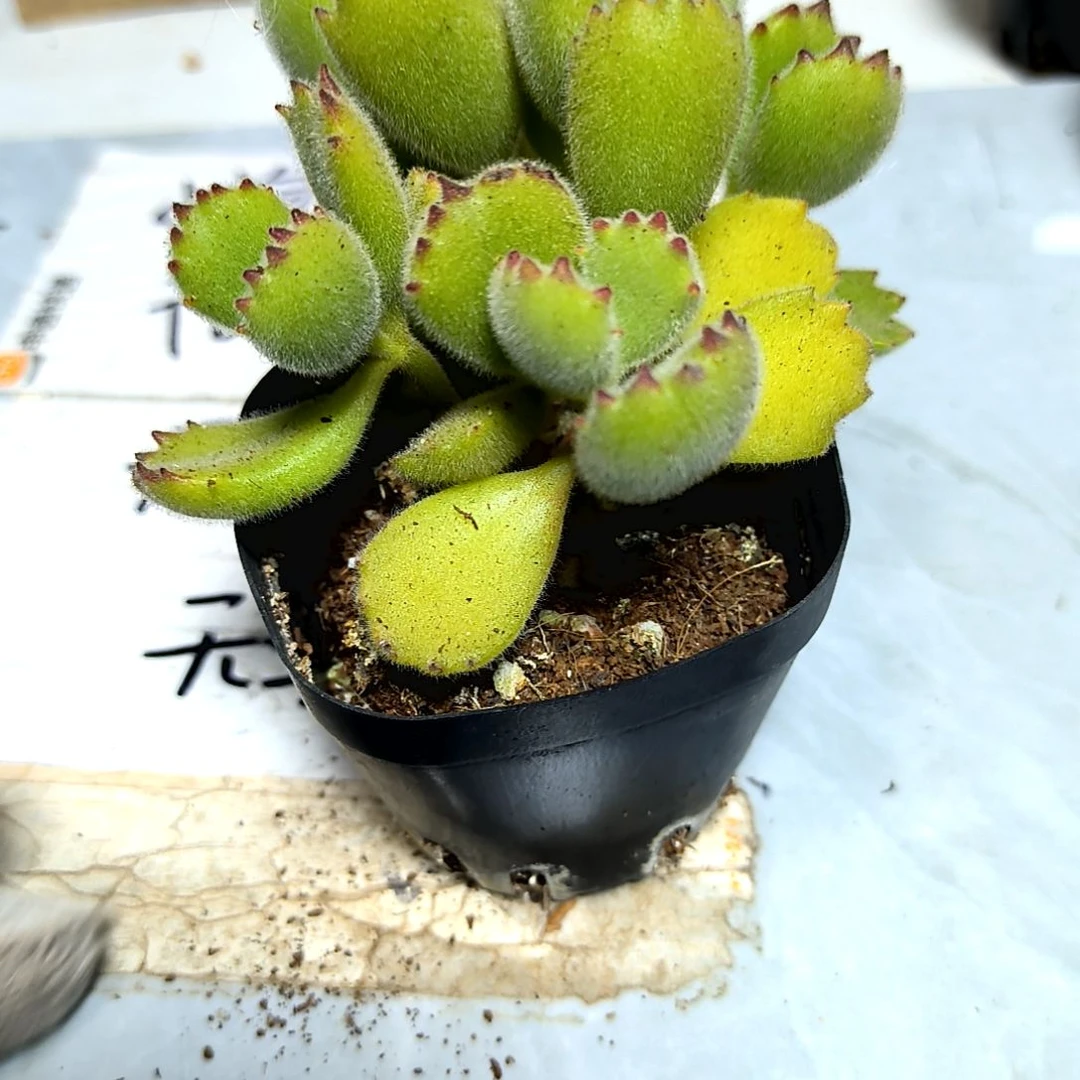 满9元包邮，熊多头3头起无售后