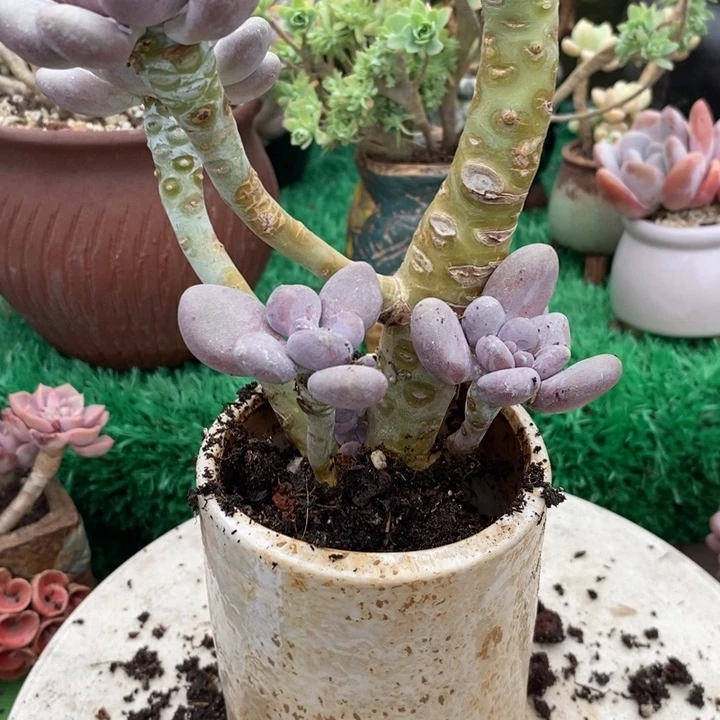 常*月美人整无砍多肉