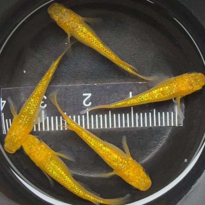 青鳉鱼精品阳光2号