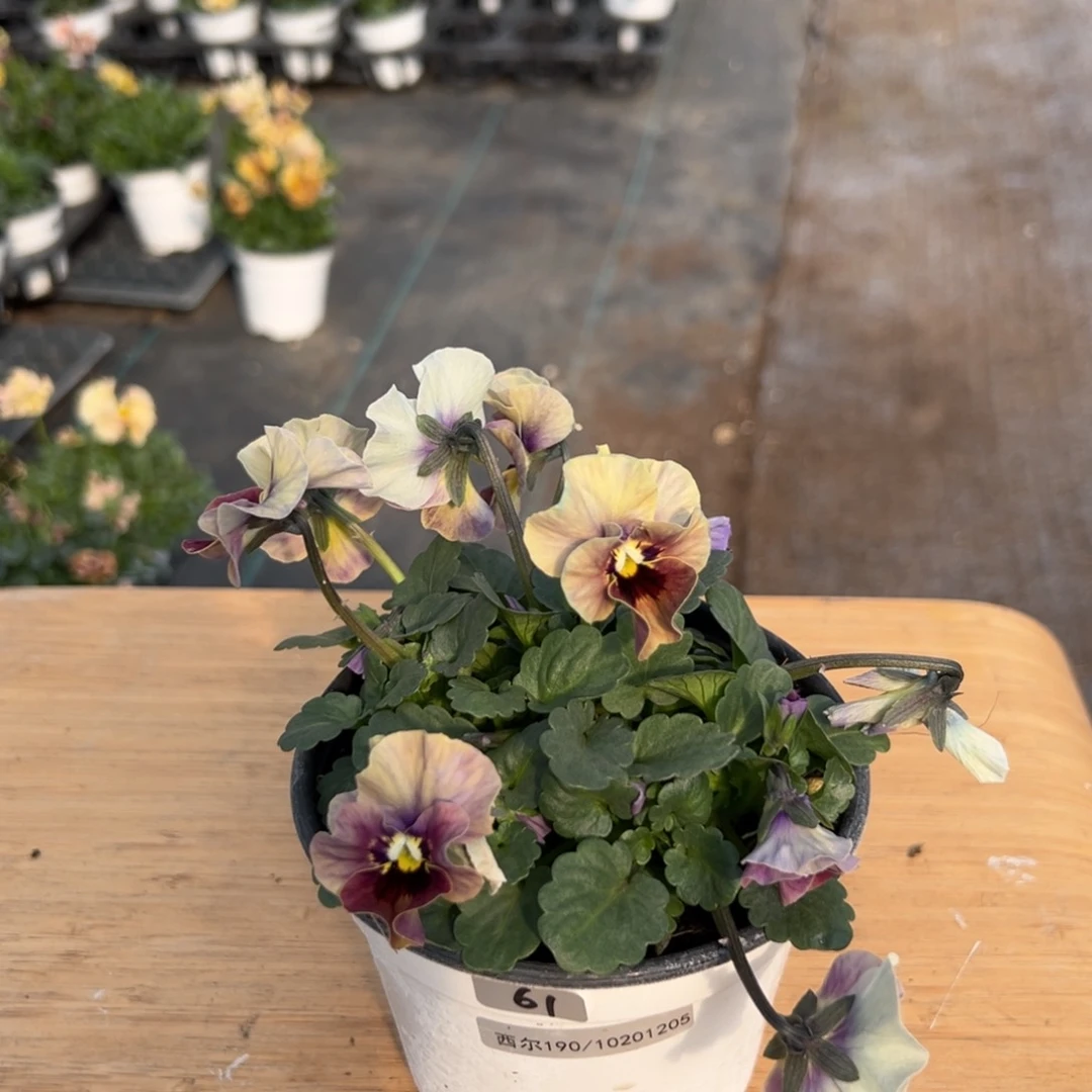 红陶抖音直播间闪拍61