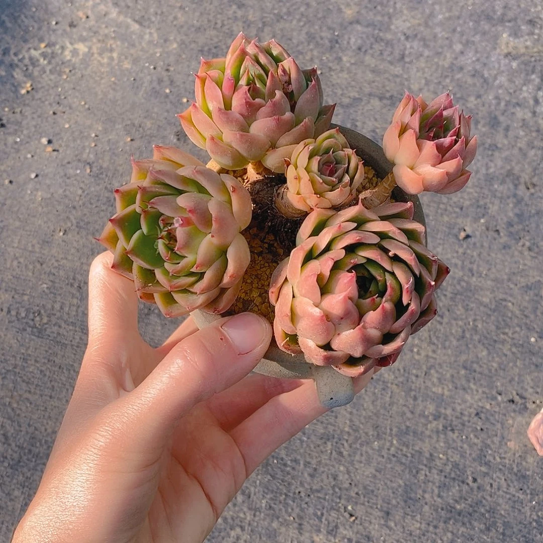 236多肉植物老桩