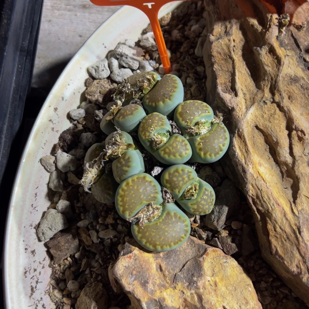 志***建649 一物一拍，默认有伤，介意勿拍，不退不换