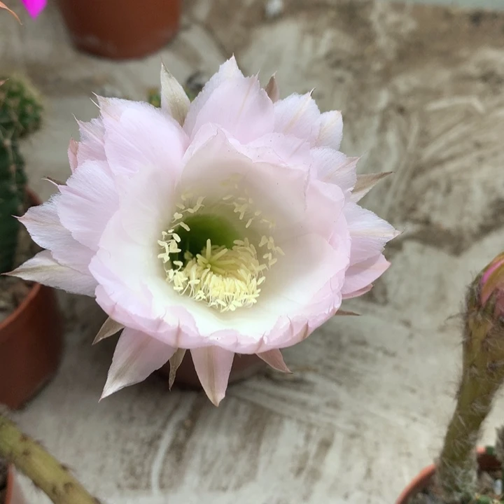 【闪购商品】苏***苏实生仙人球