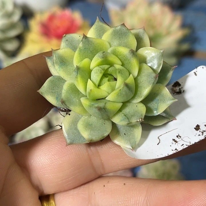 22法比奥拉腹轮锦炸多肉