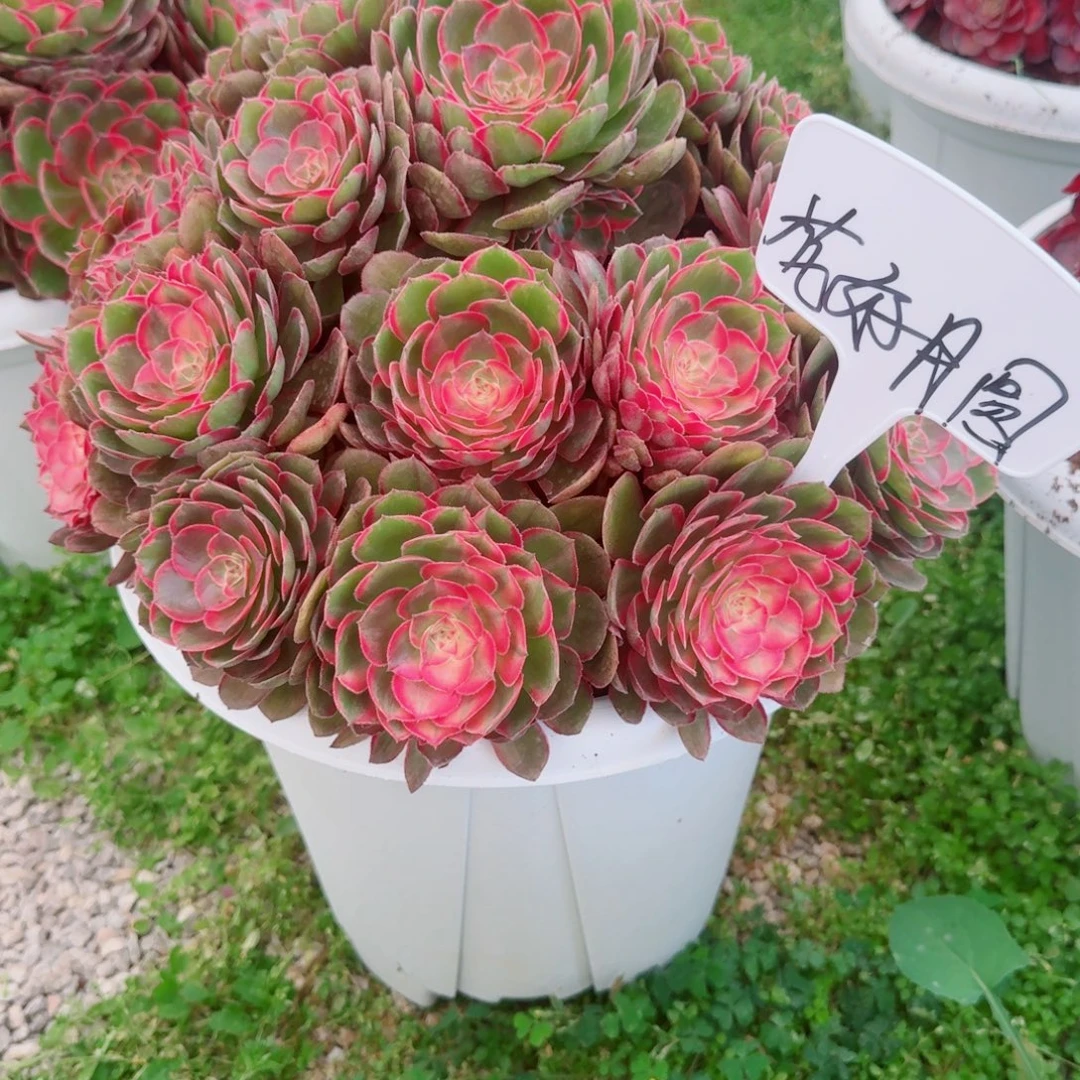 花****无花朵nxnxbxbdbdbsbdbdbd