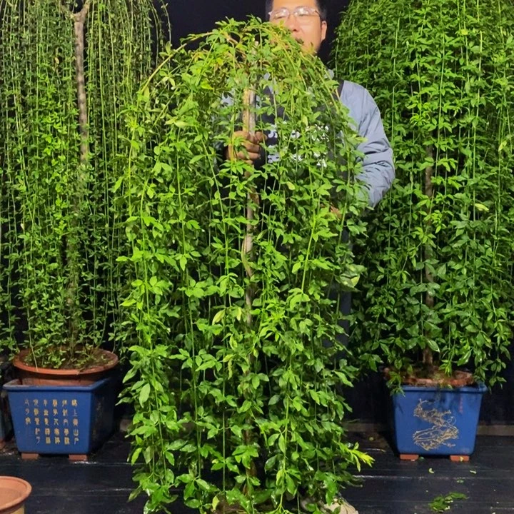 探春花，一物一拍，