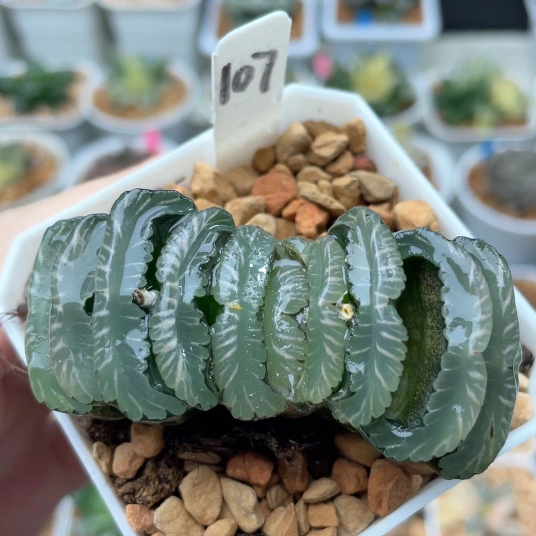 107钻石玉扇