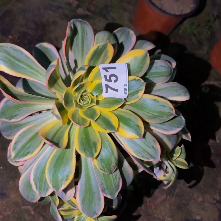 751灿烂多肉植物不售后