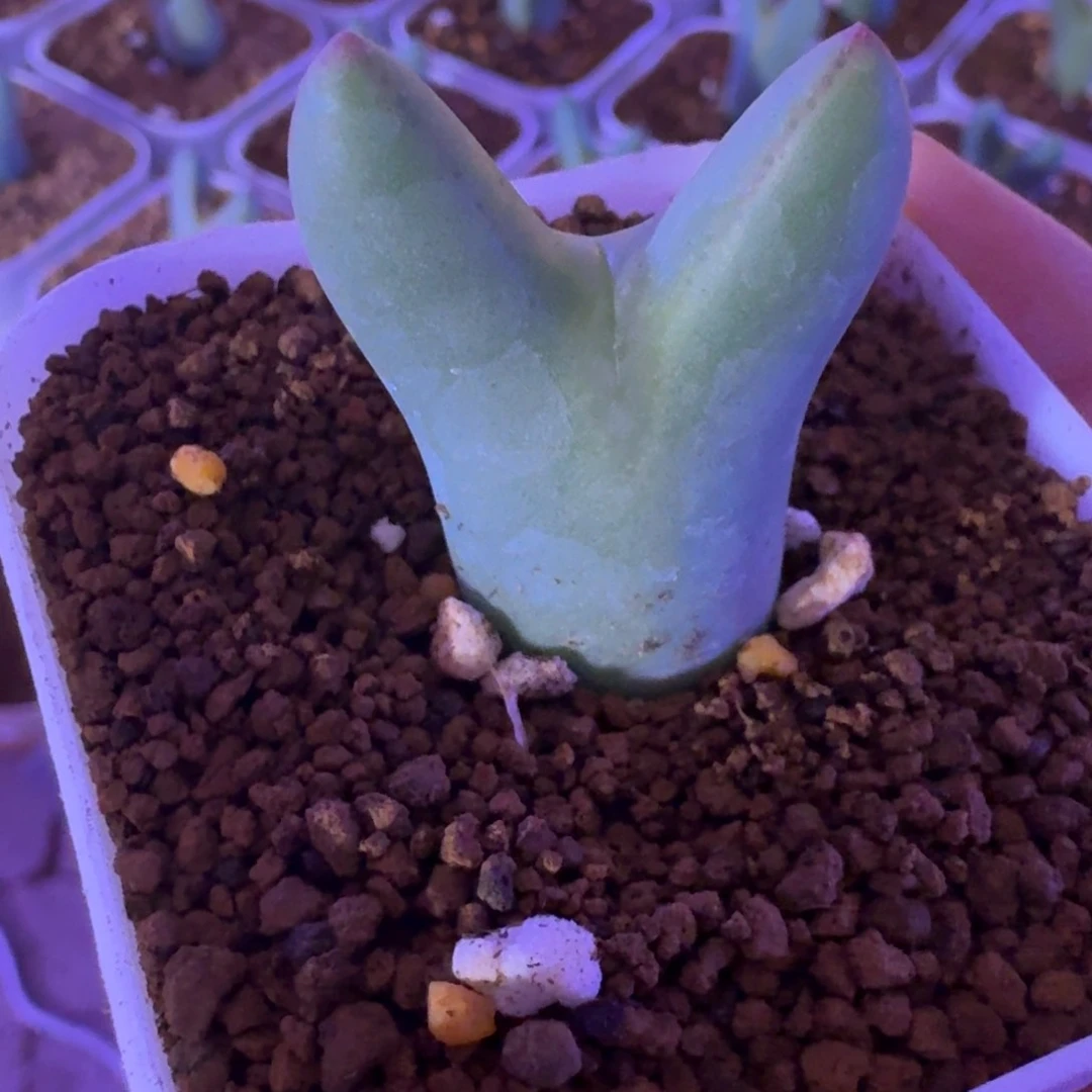 ?*霉多肉................