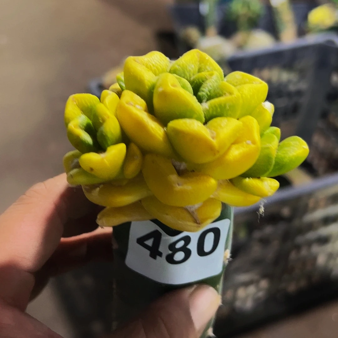 中***涛无花朵福利牡丹锦480