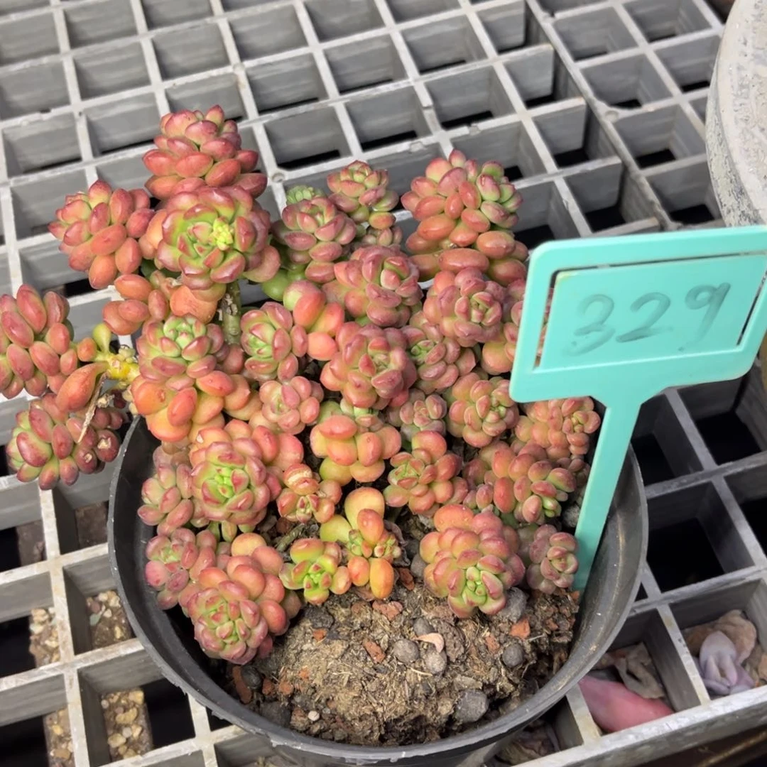 小雨多肉星月群生