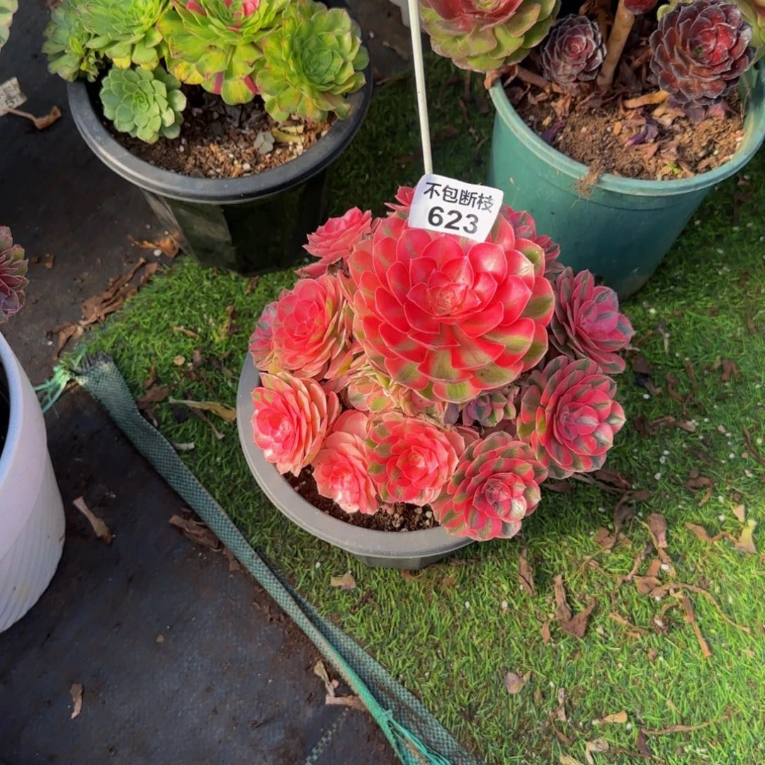 胜***神623多肉法师锦1111