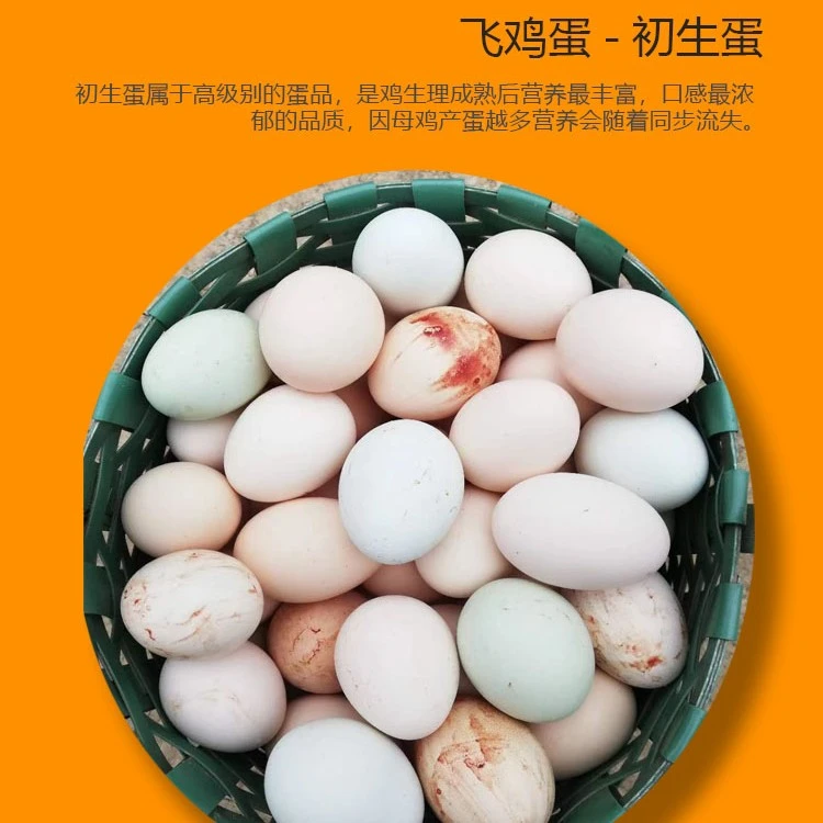 山鸡蛋【百川山鸡】