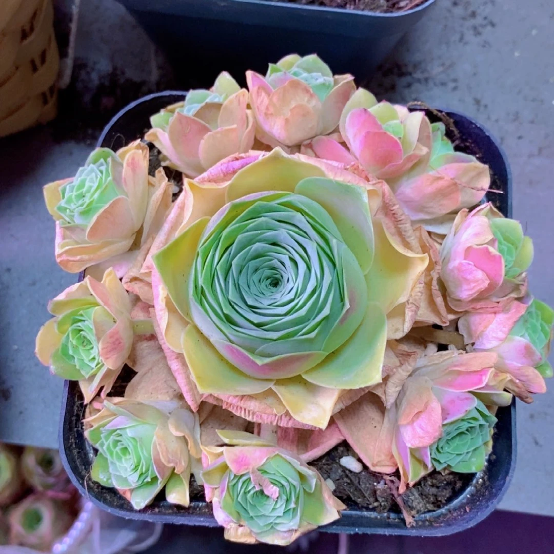 山地玫瑰福利一物一拍185油画手捧