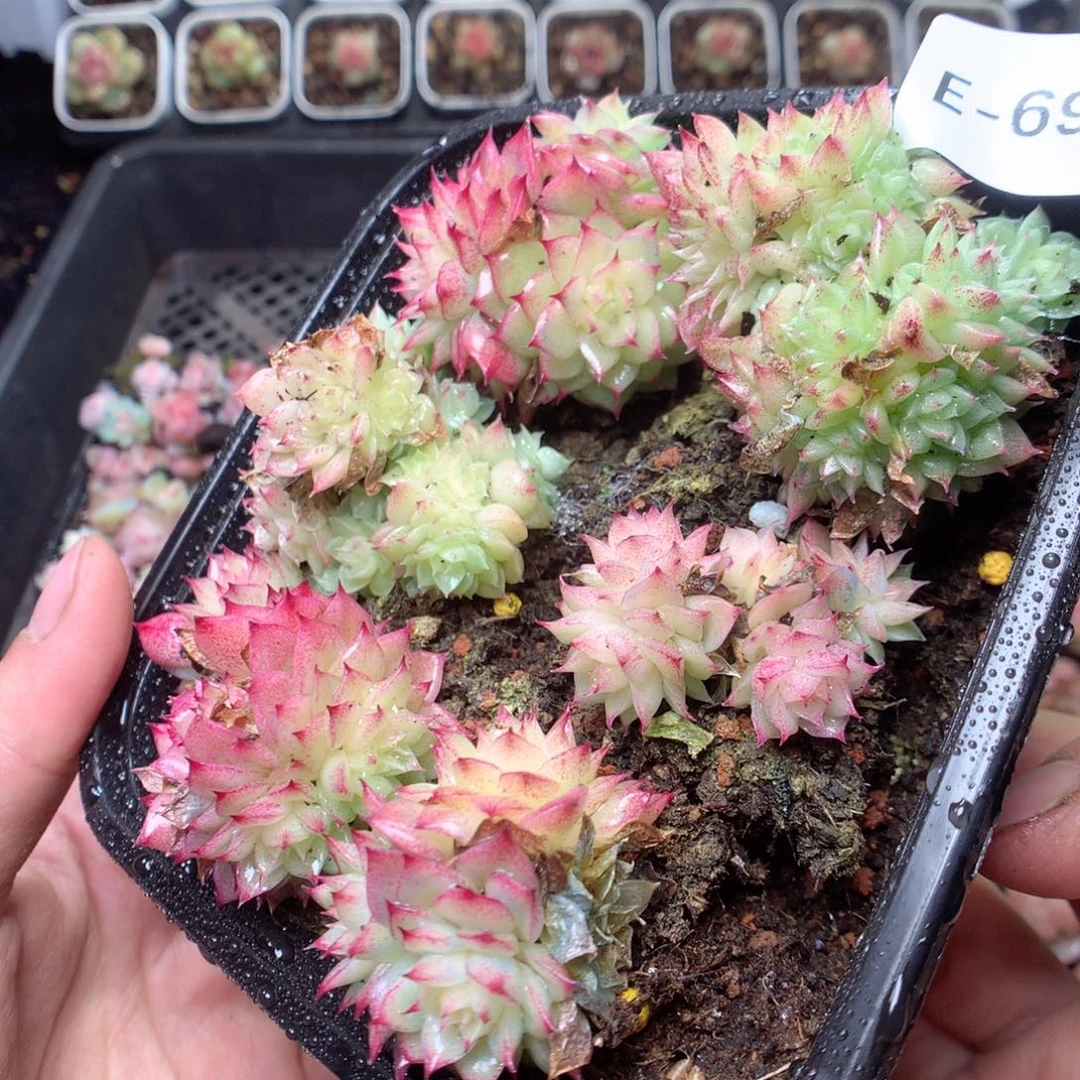 无花朵E69 yyyyyyyyy