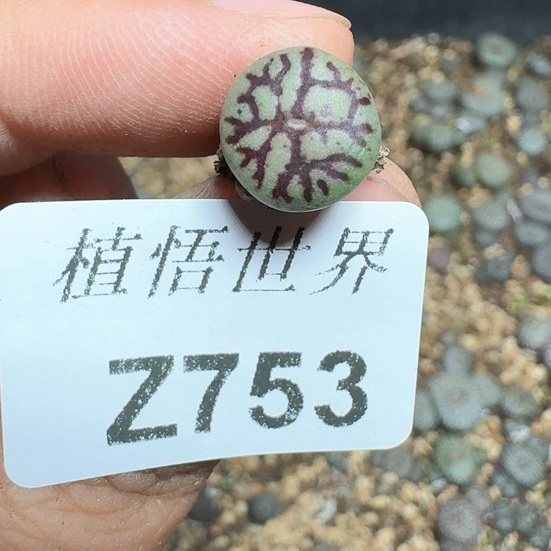 753号多肉植物哇f g