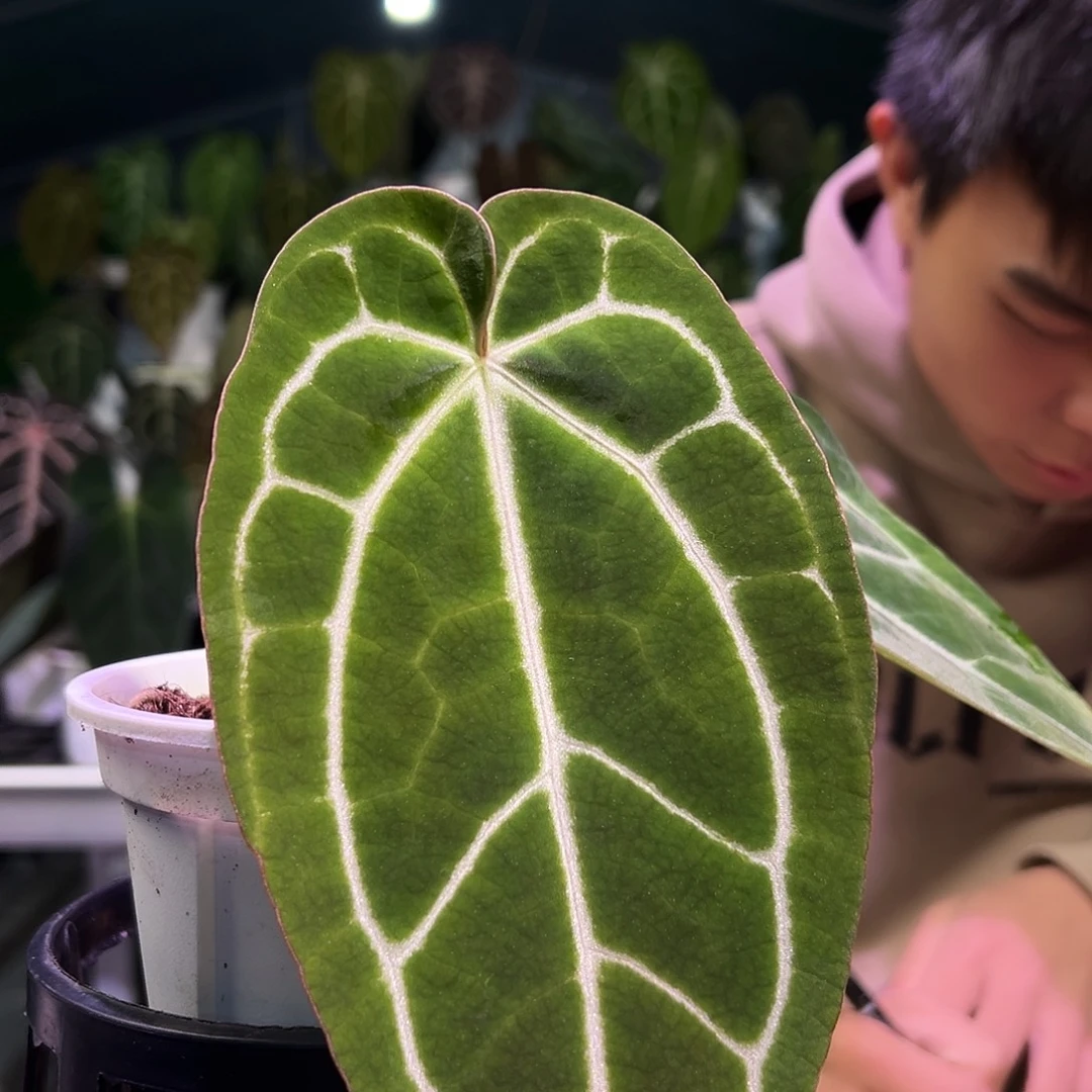 完全开放刷子*南美