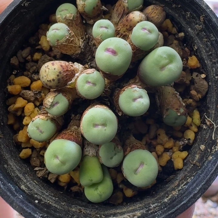 24号小红嘴群型散25头一物一拍