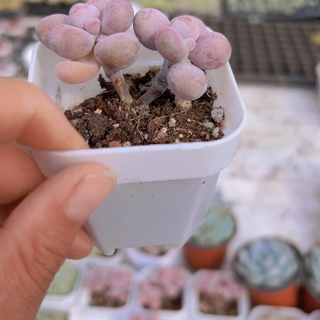 桃蛋双头19包邮多肉