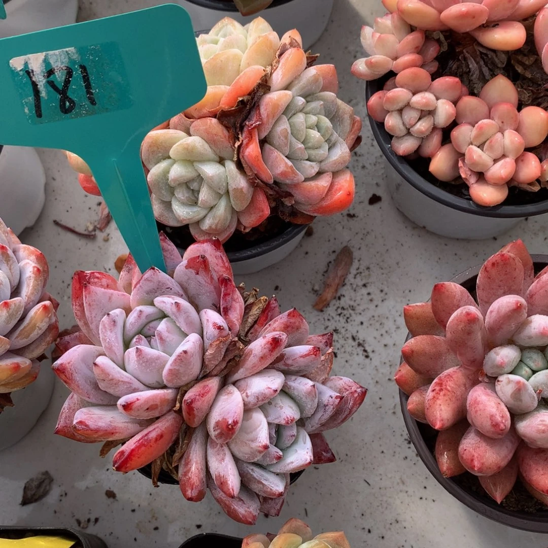 双头红卡72727272727