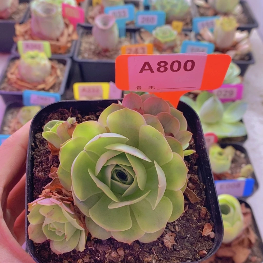 山地玫瑰一物一拍追光者800