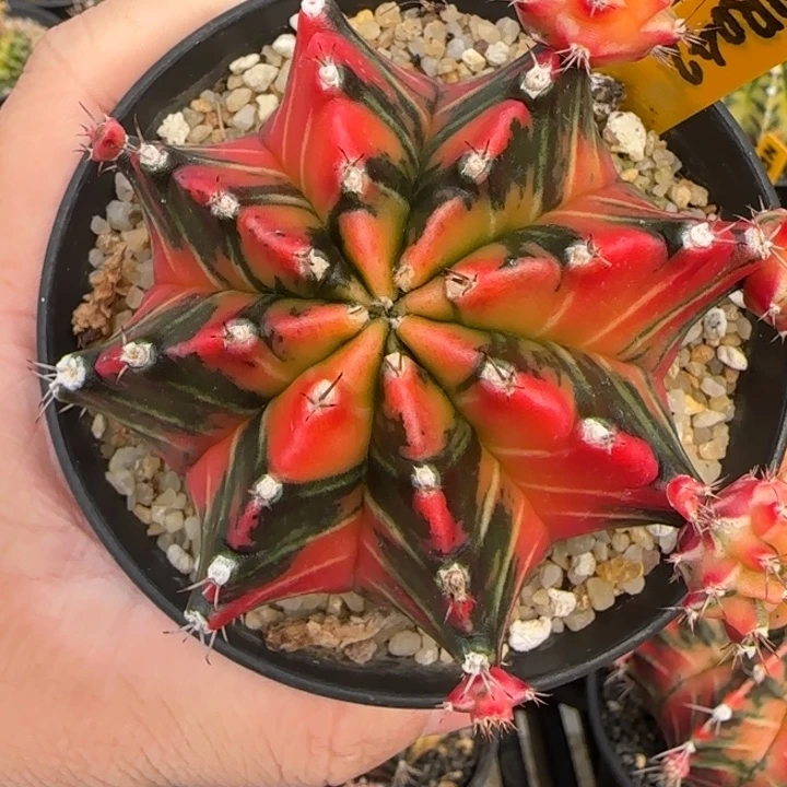 N28-1231泰国米哈新品