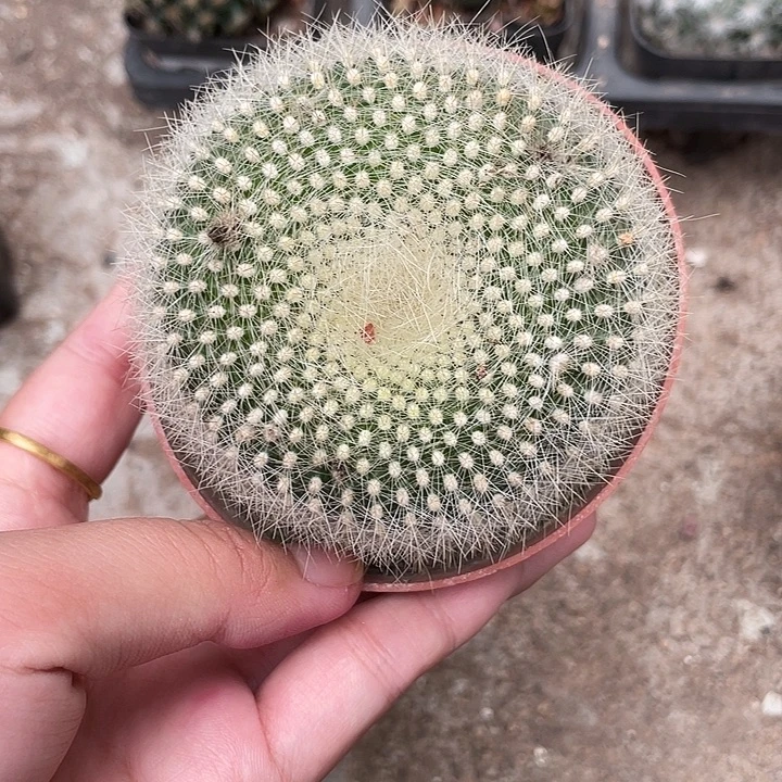 813白雪光 6-7cm仙人球