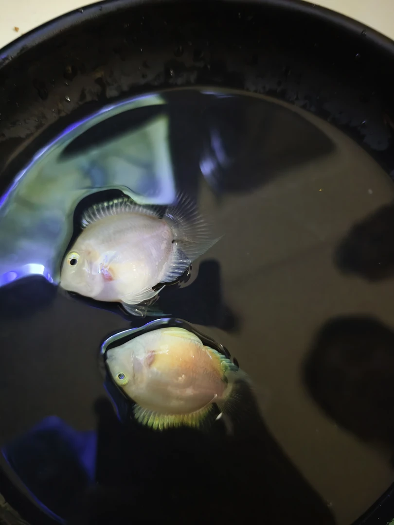 小型热带鱼迷你鹦鹉一对（无开箱视频不包损）