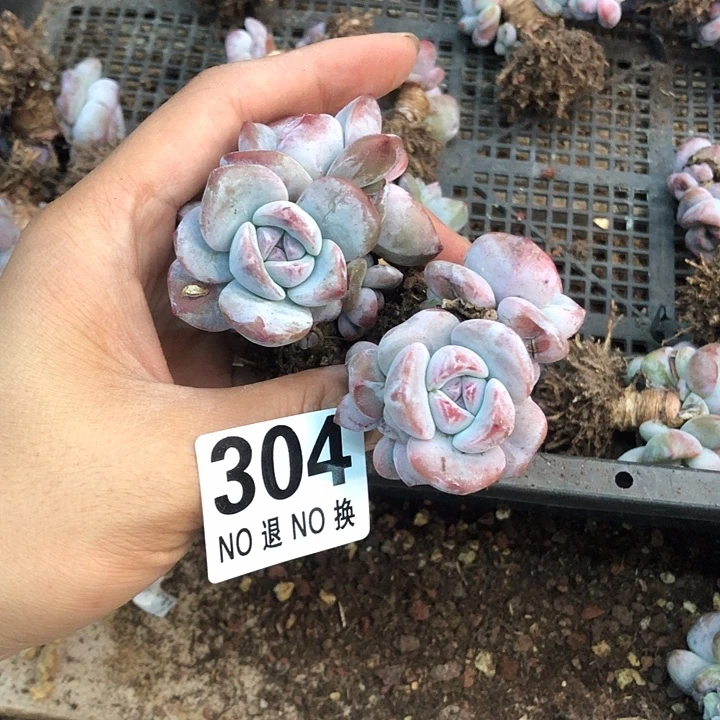 星影石榴籽福利出咯 304