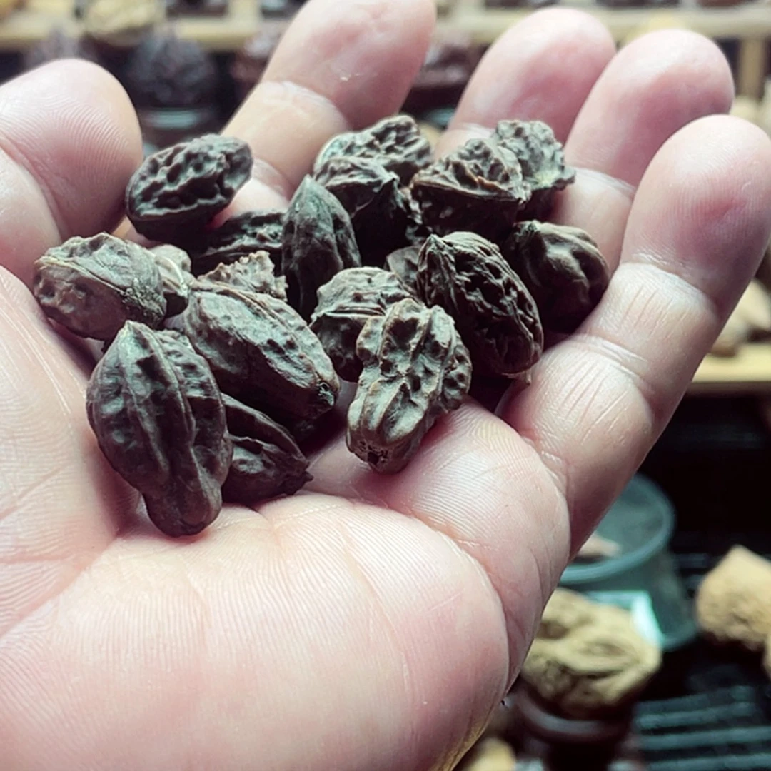 清***晨吊坠文玩核桃东北核桃