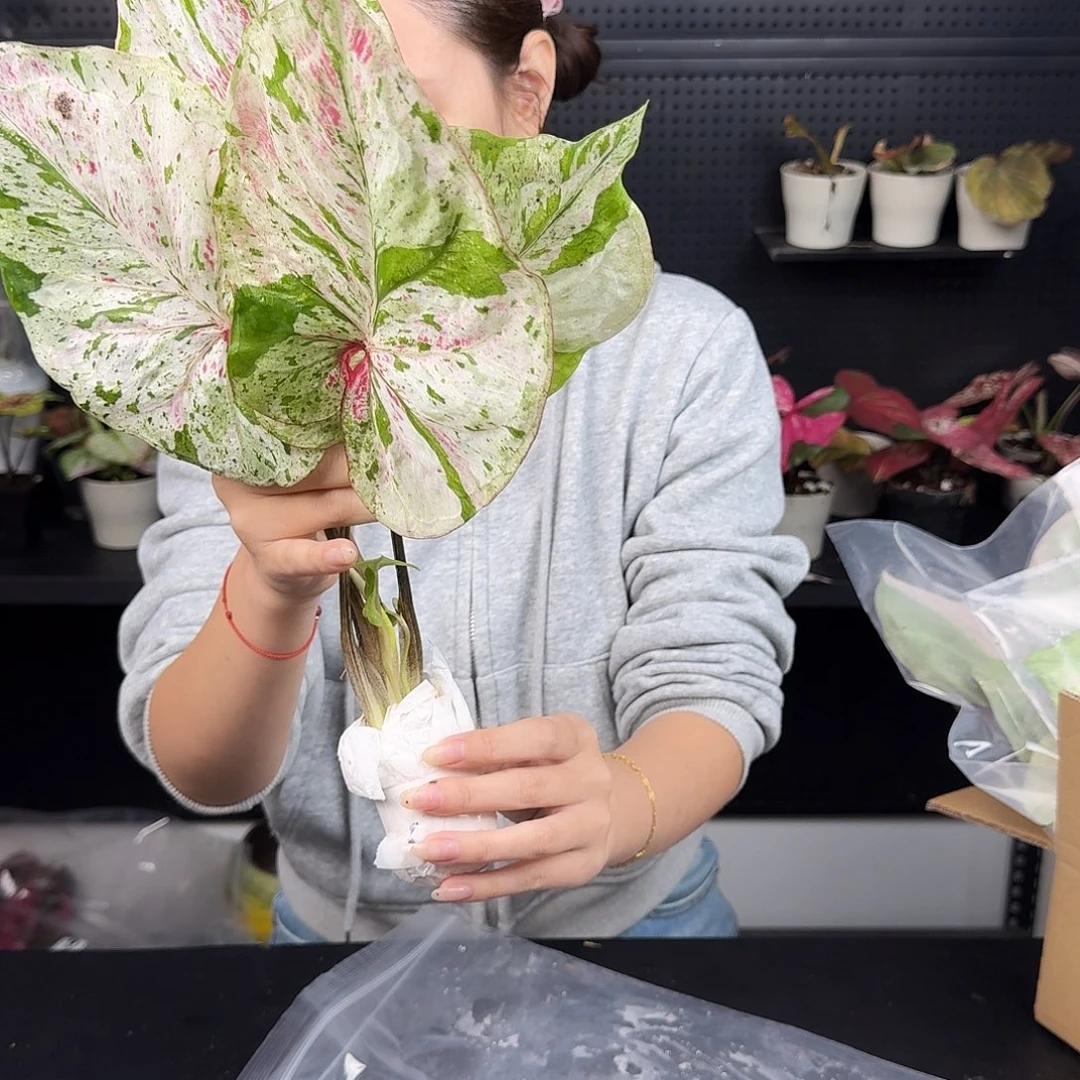 完全开放薄荷糖006