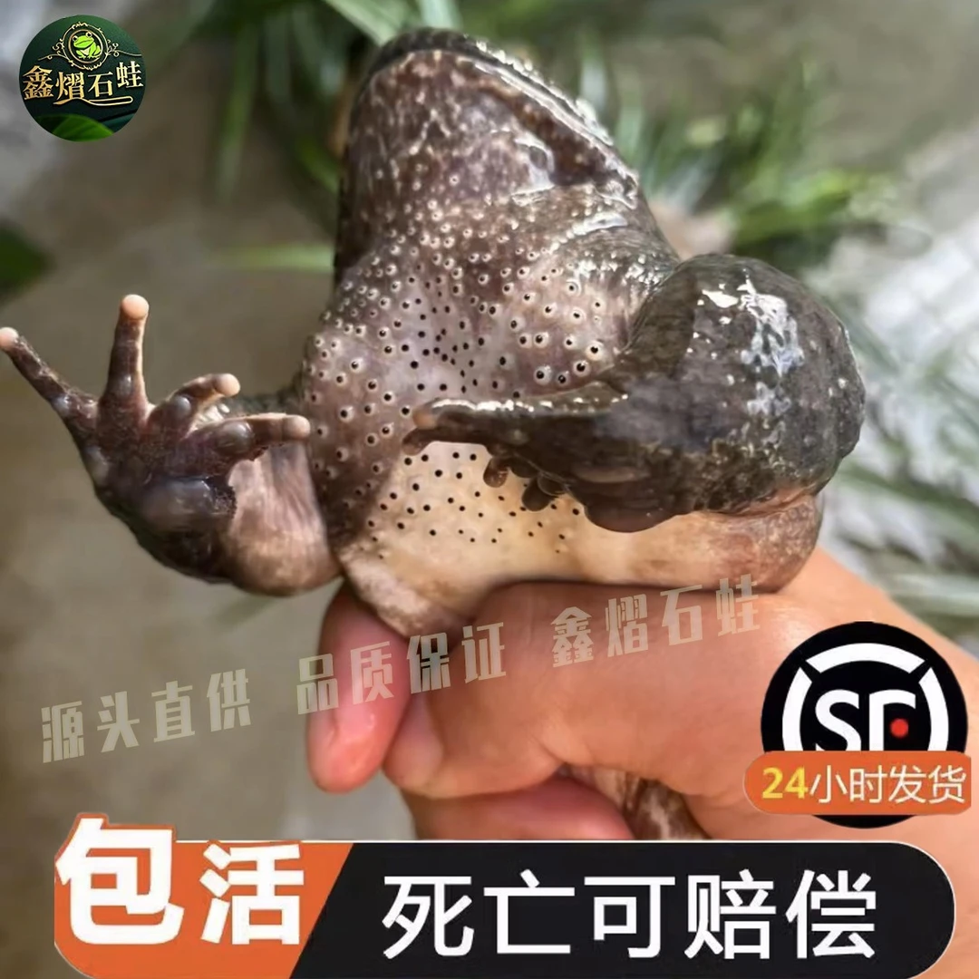 福建南平鲜活泉养大山石蛙石林石洞孩子学走路月子补品一斤3只