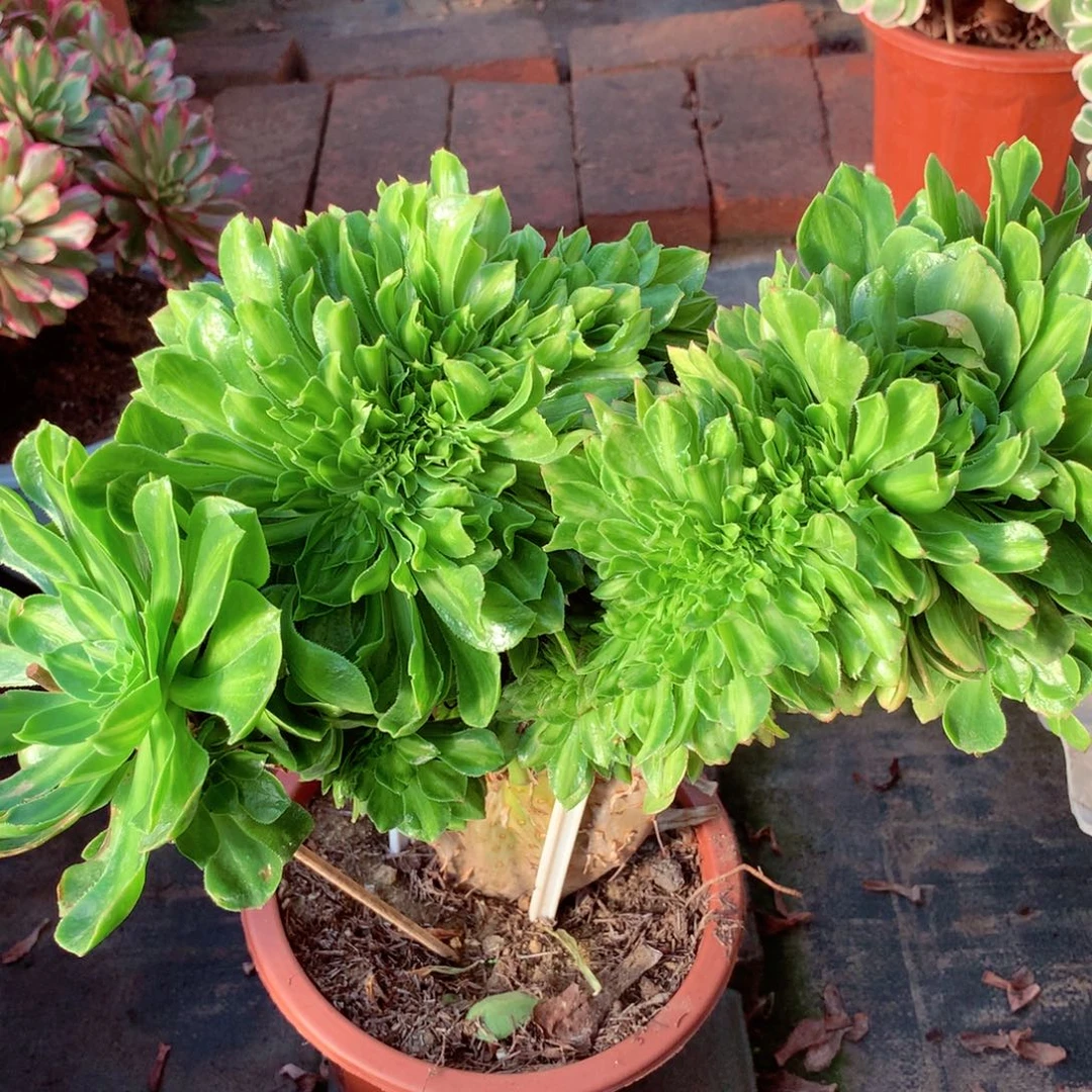 夜光杯缀，多肉植物