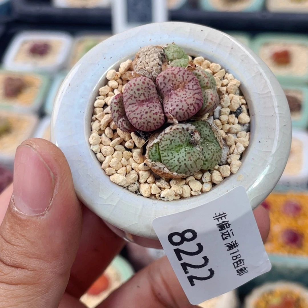 无花朵8222-一物一拍 带盆