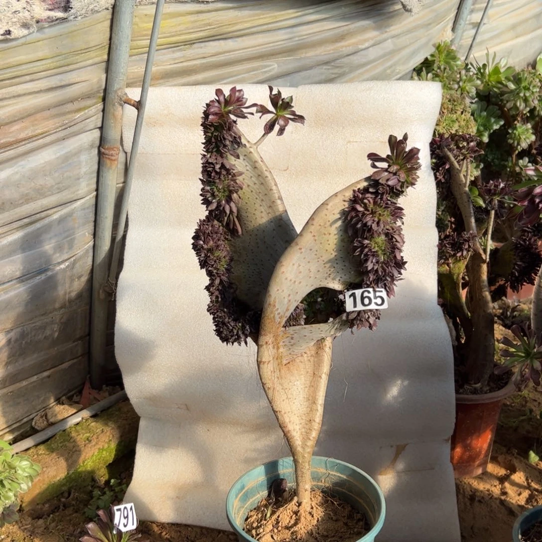 有伤翅膀165高度43厘米